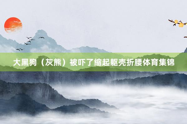 大黑狗（灰熊）被吓了缩起躯壳折腰体育集锦